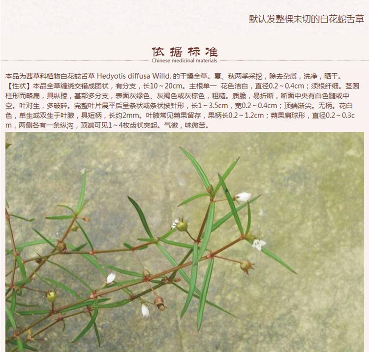 白舌草5.jpg