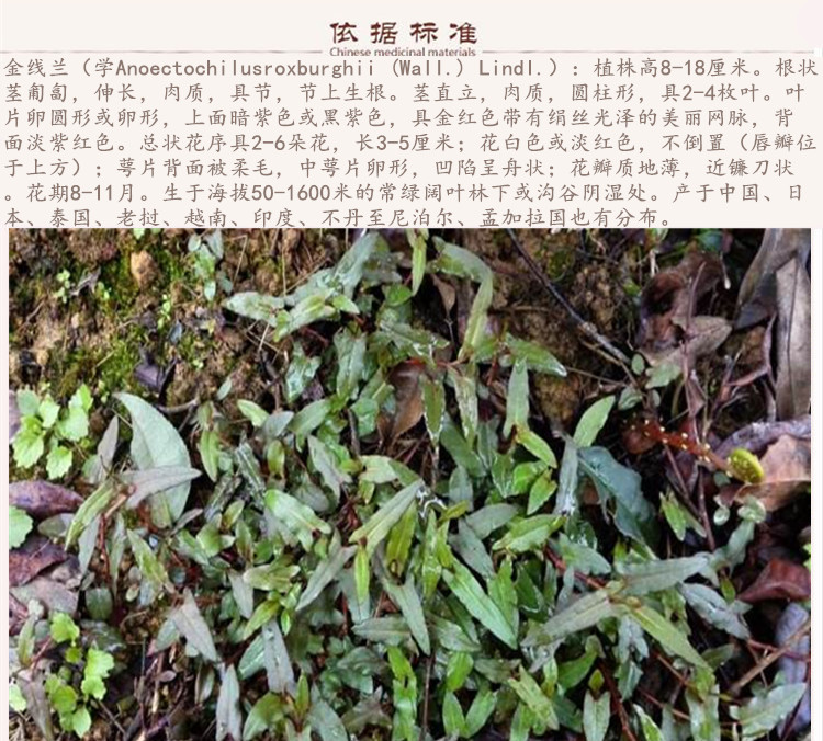 金线兰9.jpg