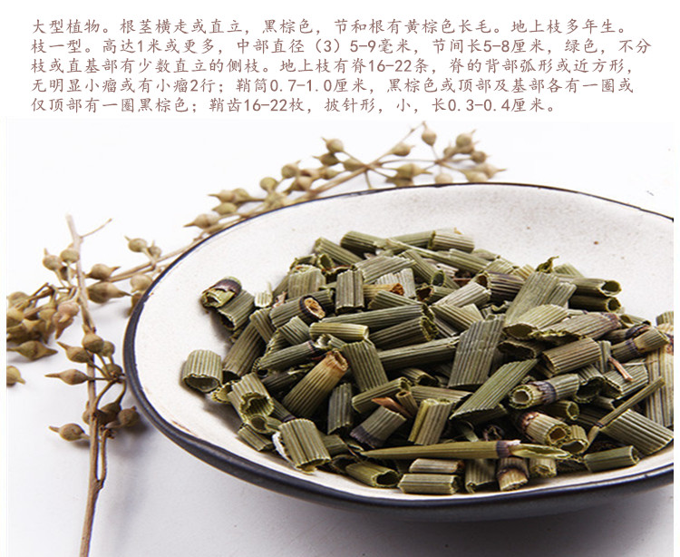 木贼5.jpg