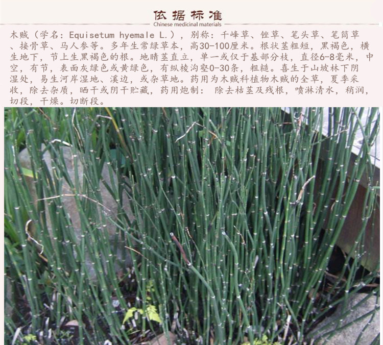 木贼9.jpg