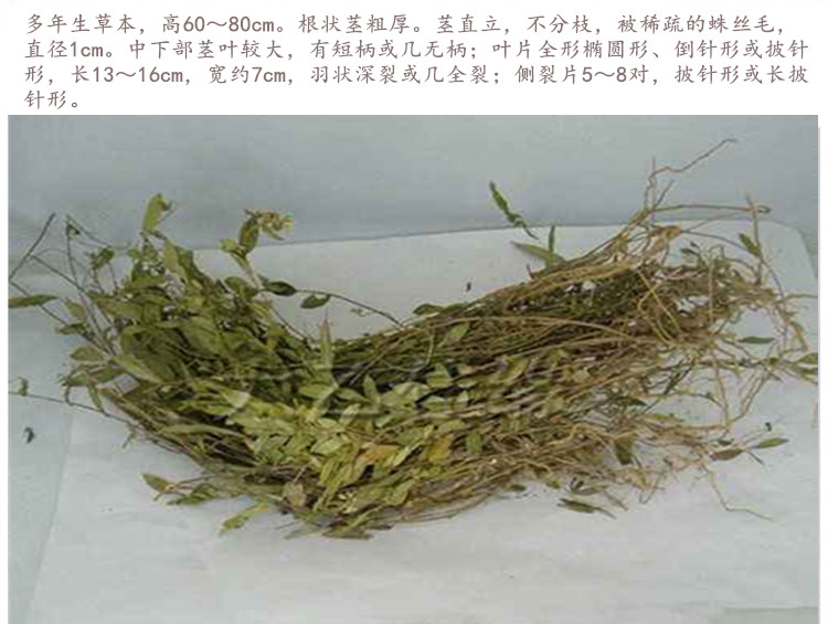 鹿草4.jpg
