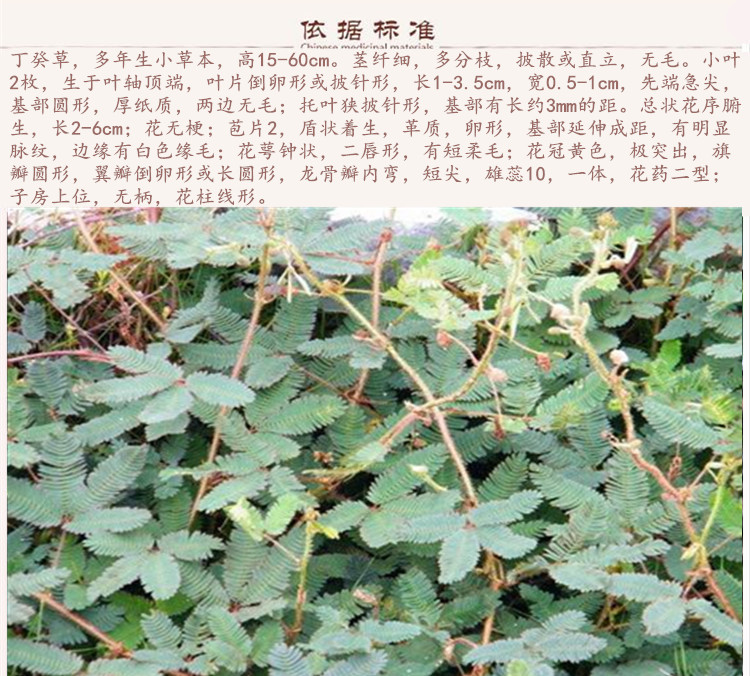丁葵草9.jpg