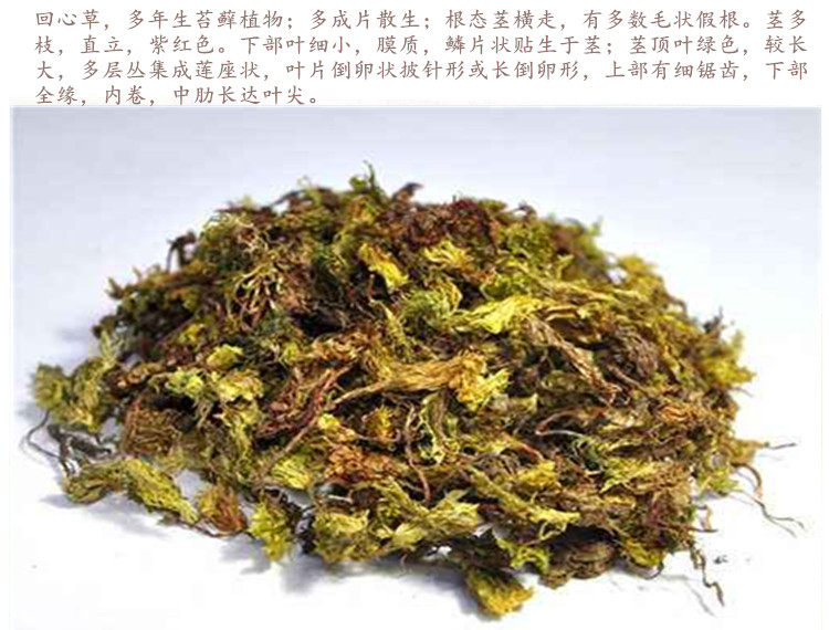茴心草3.jpg