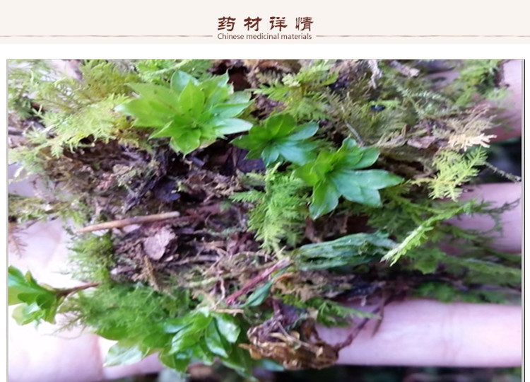 茴心草2.jpg