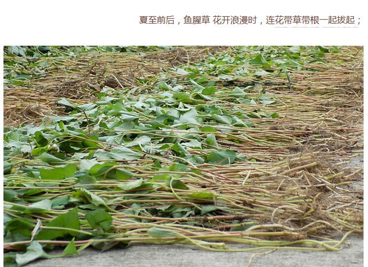 鱼腥草3.jpg