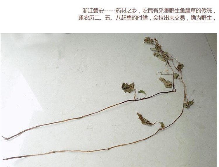 鱼腥草5.jpg