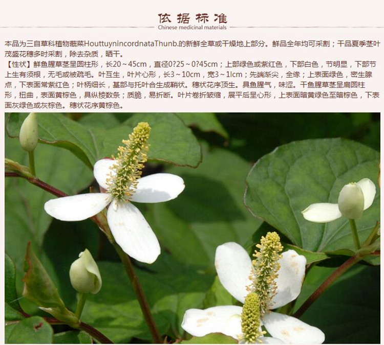 鱼腥草9.jpg