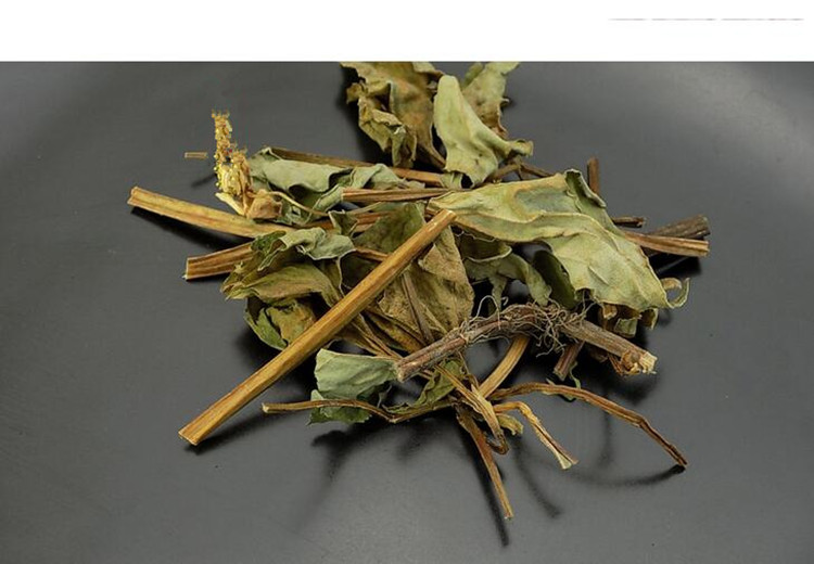 鱼腥草7.jpg