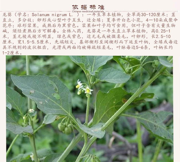 龙葵9.jpg
