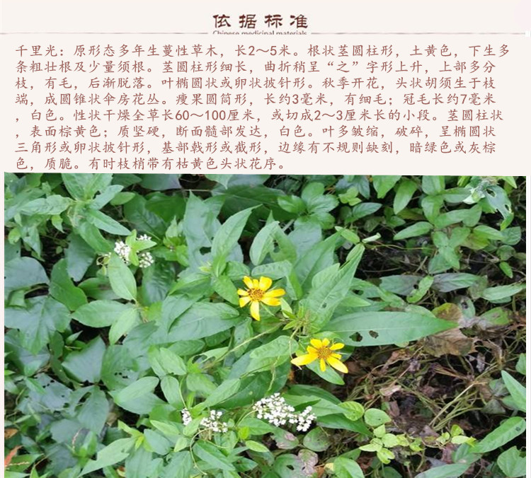 千里光9.jpg