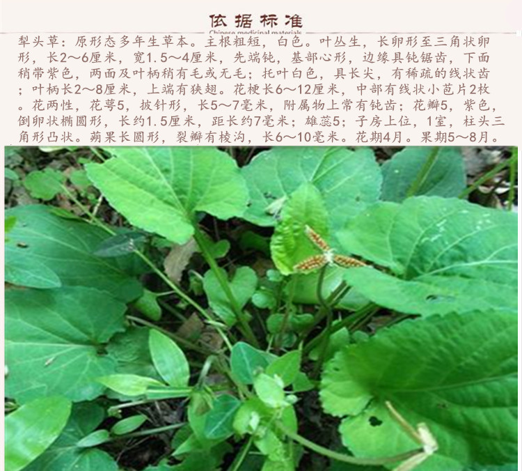 犁头草9.jpg