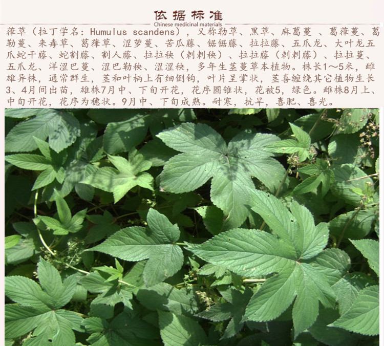 葎草9.jpg