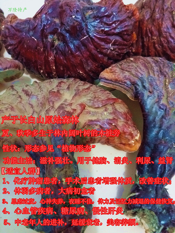 灵芝1_副本_副本.jpg