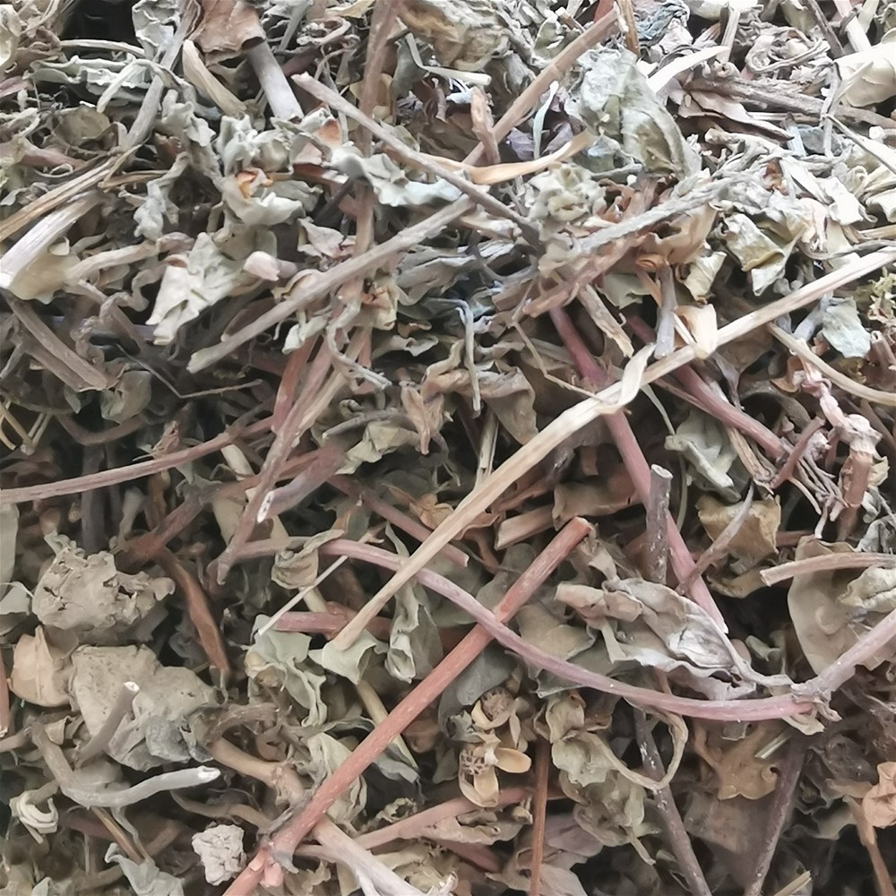 小叶金钱草2_副本.jpg