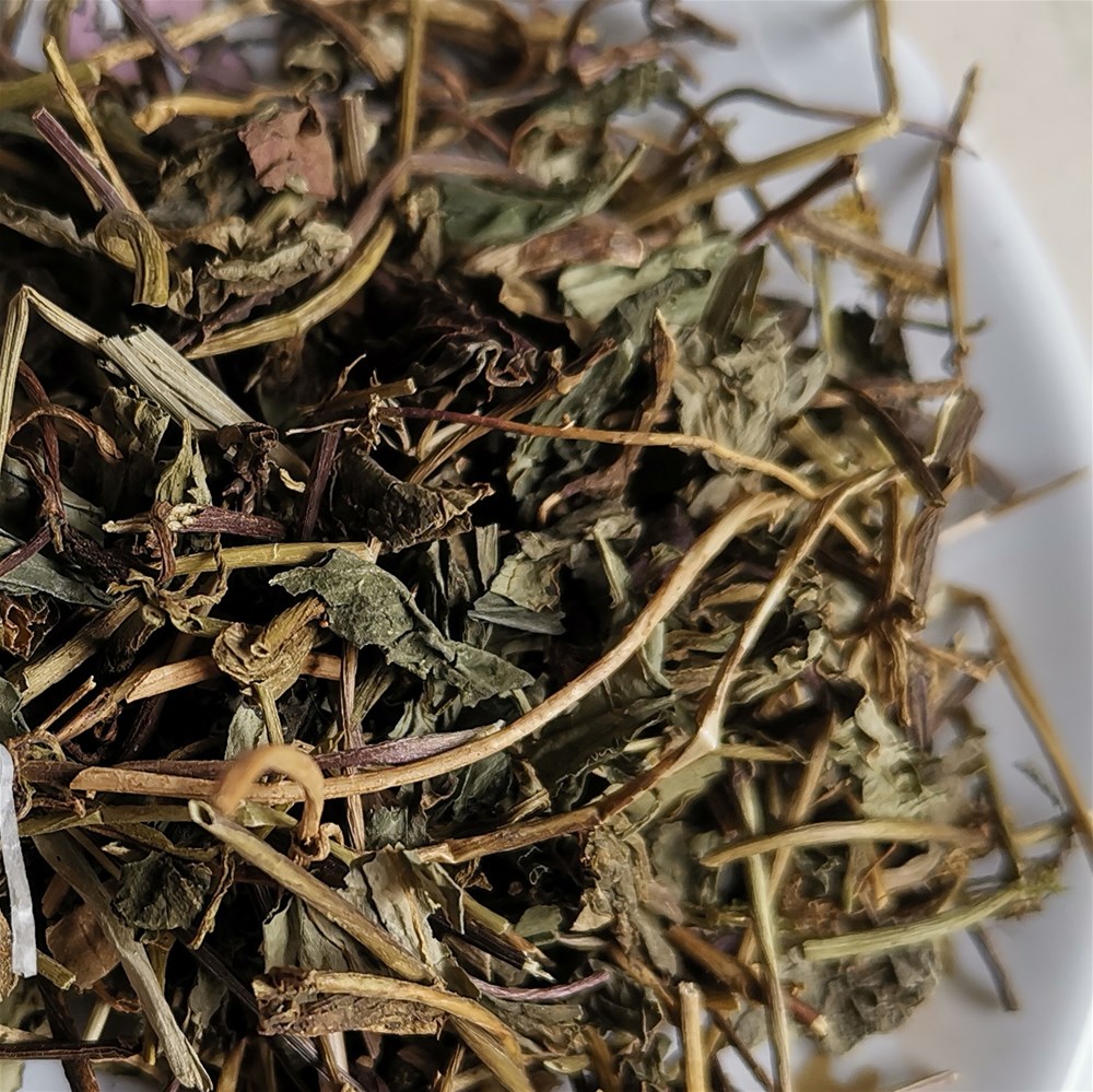 肺形草5.jpg
