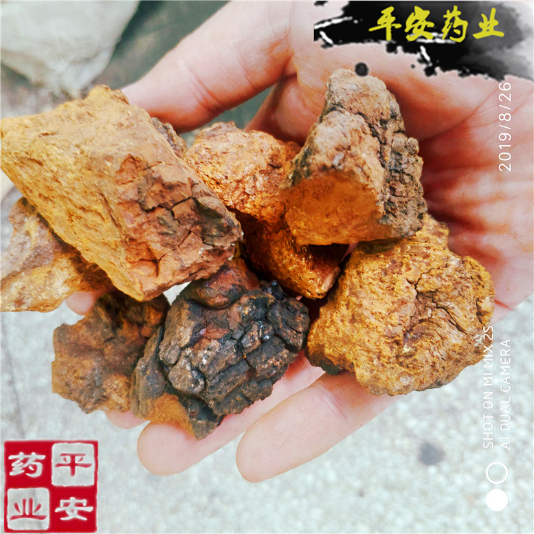白桦茸桦树泪桦褐孔菌以勒_副本.jpg