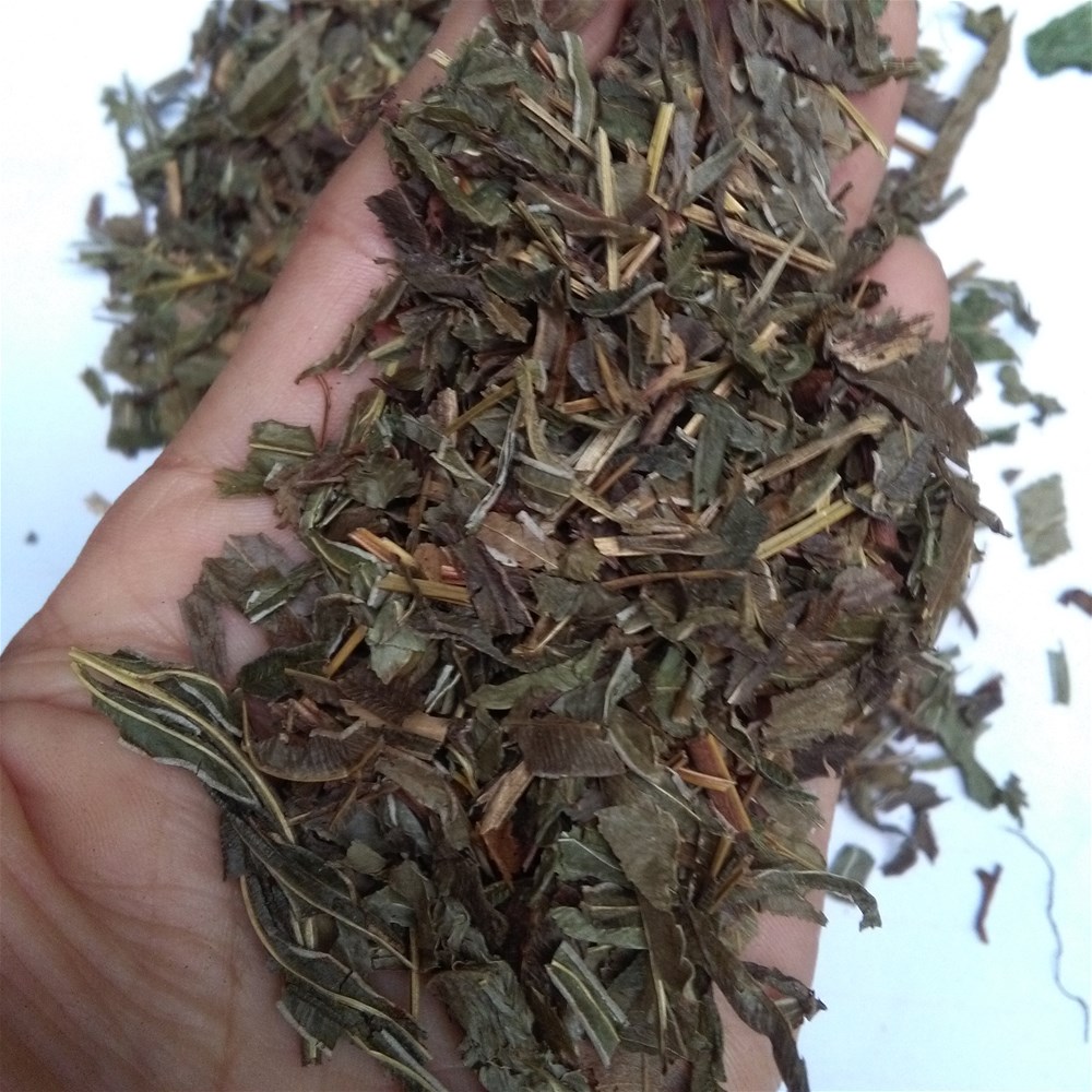 凤尾草2_副本.jpg