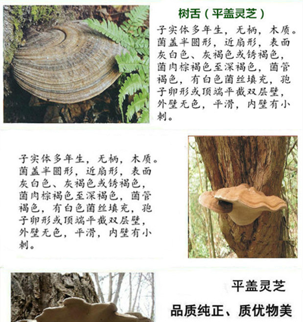 平盖灵芝下.jpg