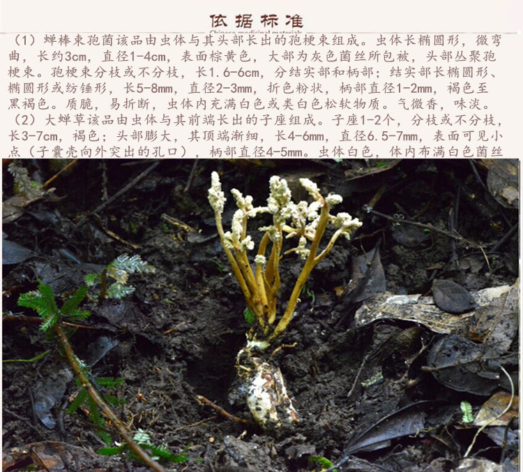 蝉花9.jpg