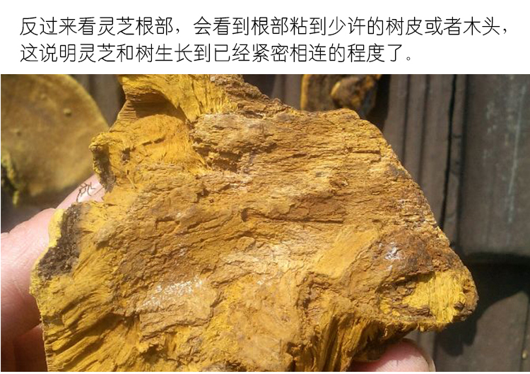 桑黄13.jpg