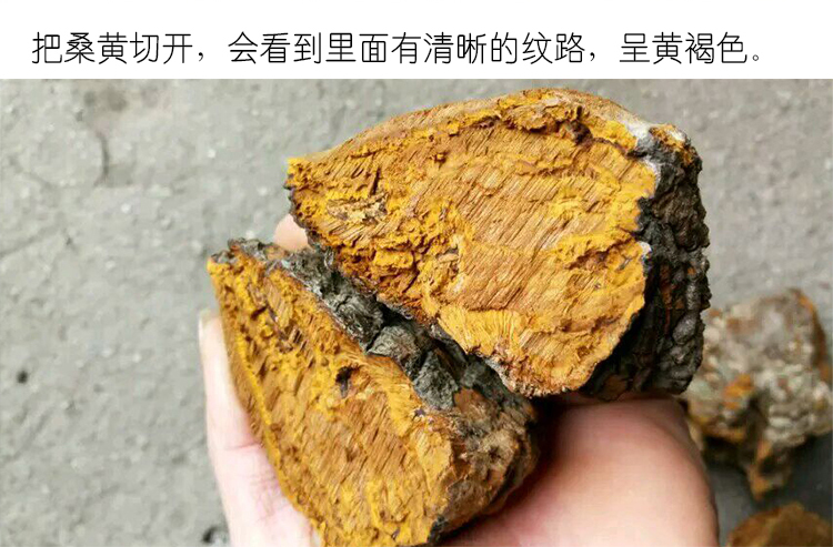 桑黄14.jpg