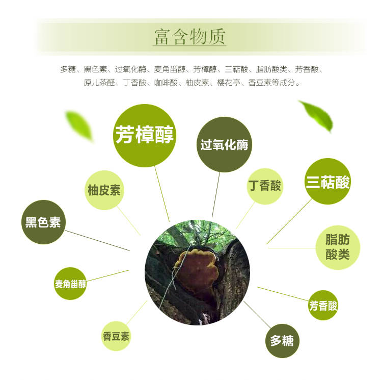 桑黄7.jpg