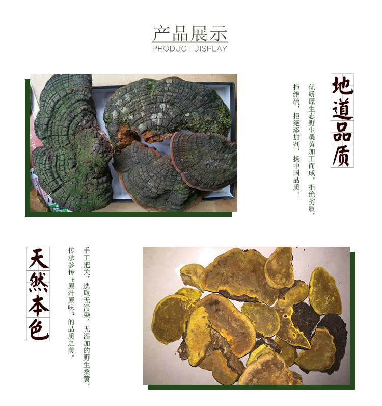 桑黄5.jpg