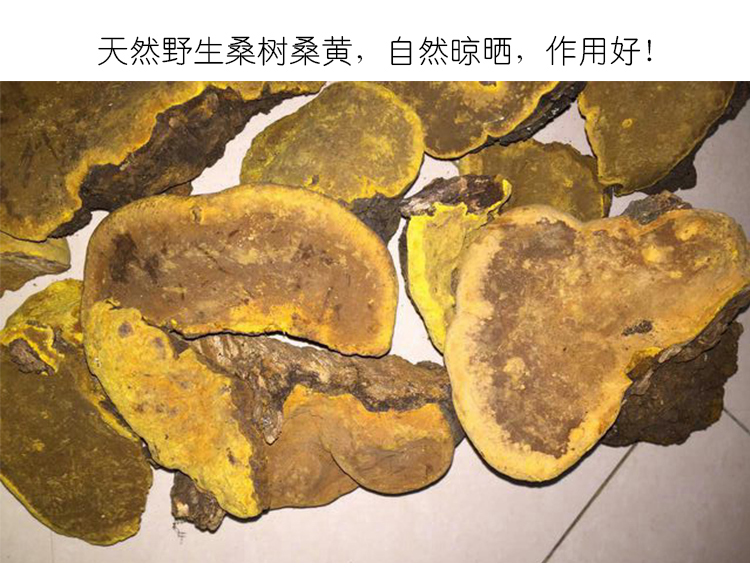 桑黄9.jpg