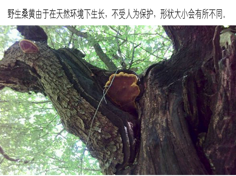 桑黄12.jpg