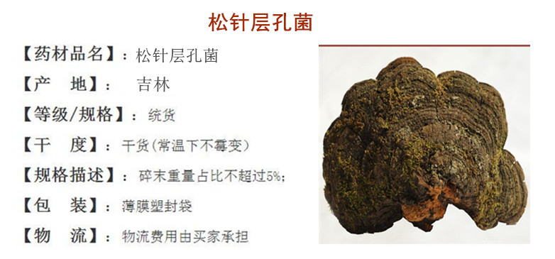 松针层孔菌.jpg