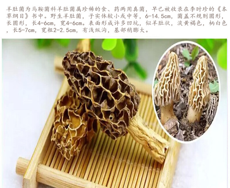 羊肚菌5.jpg