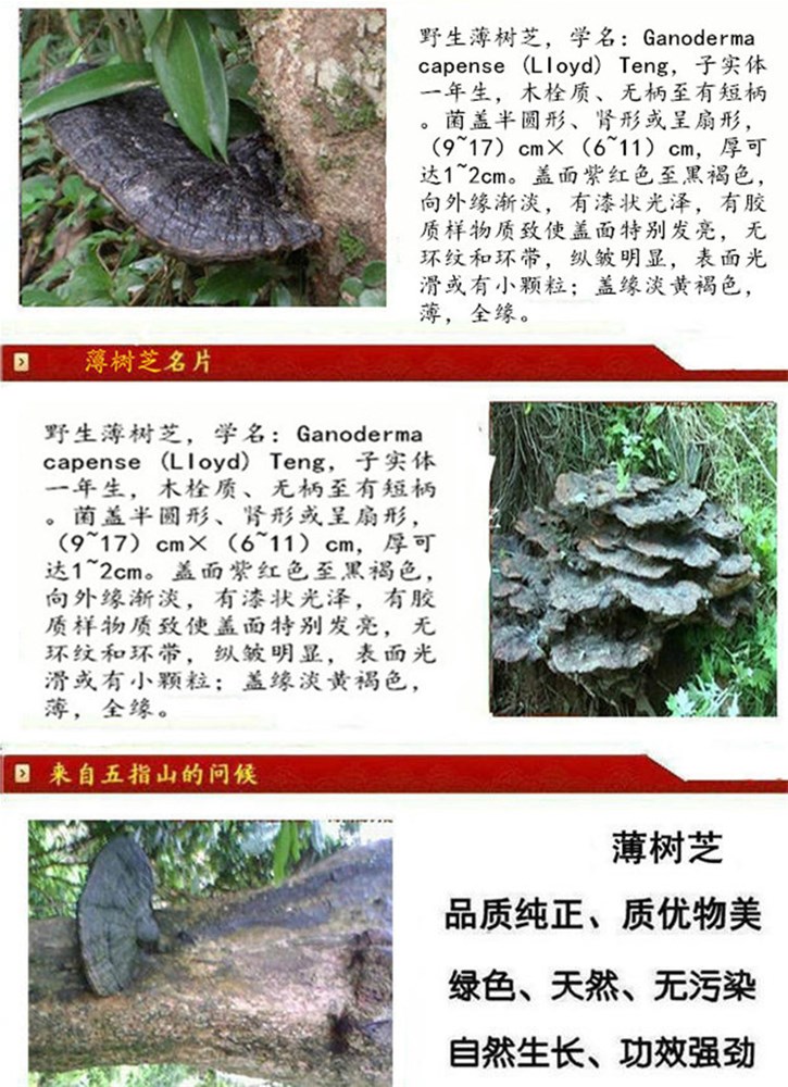 薄树芝_.jpg