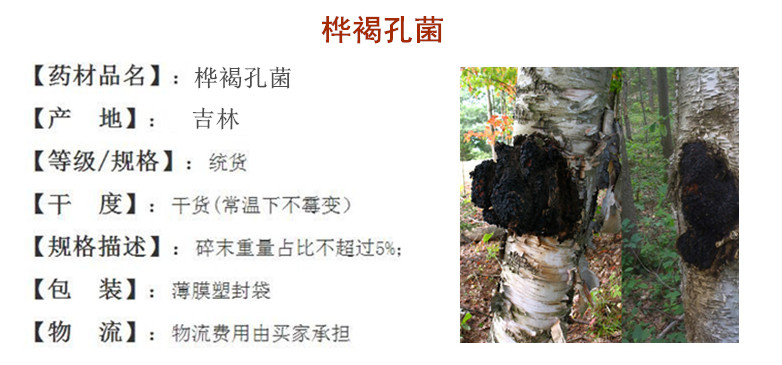 桦褐孔菌.jpg
