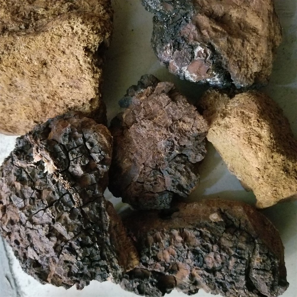 桦树茸3.jpg