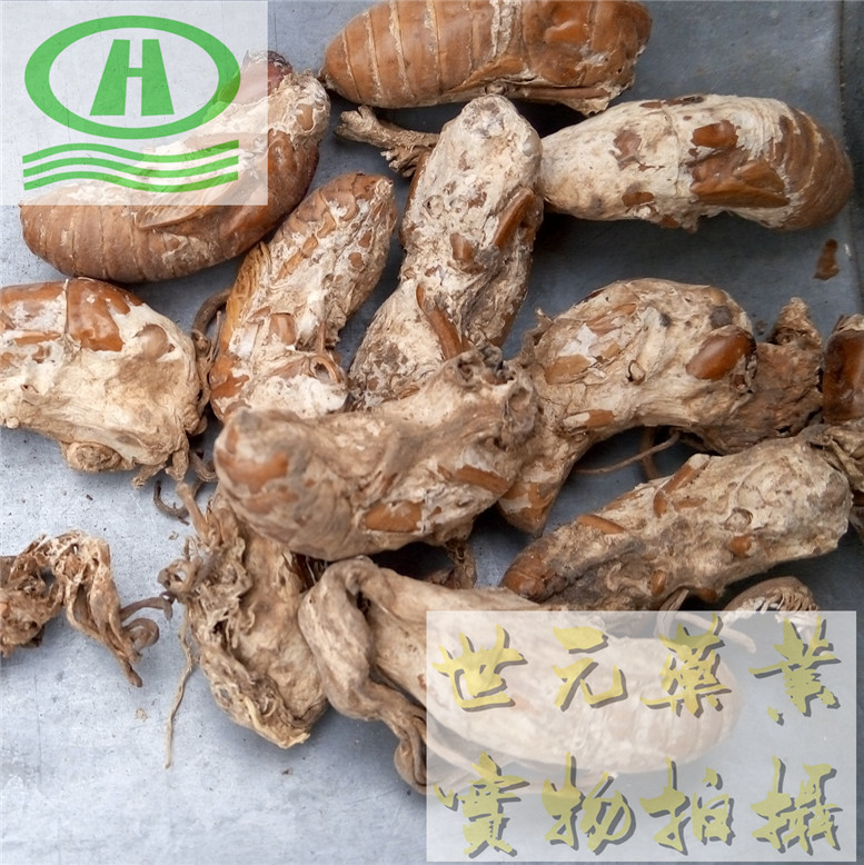 自然色山西丹参圆片18统片~09_副本.jpg