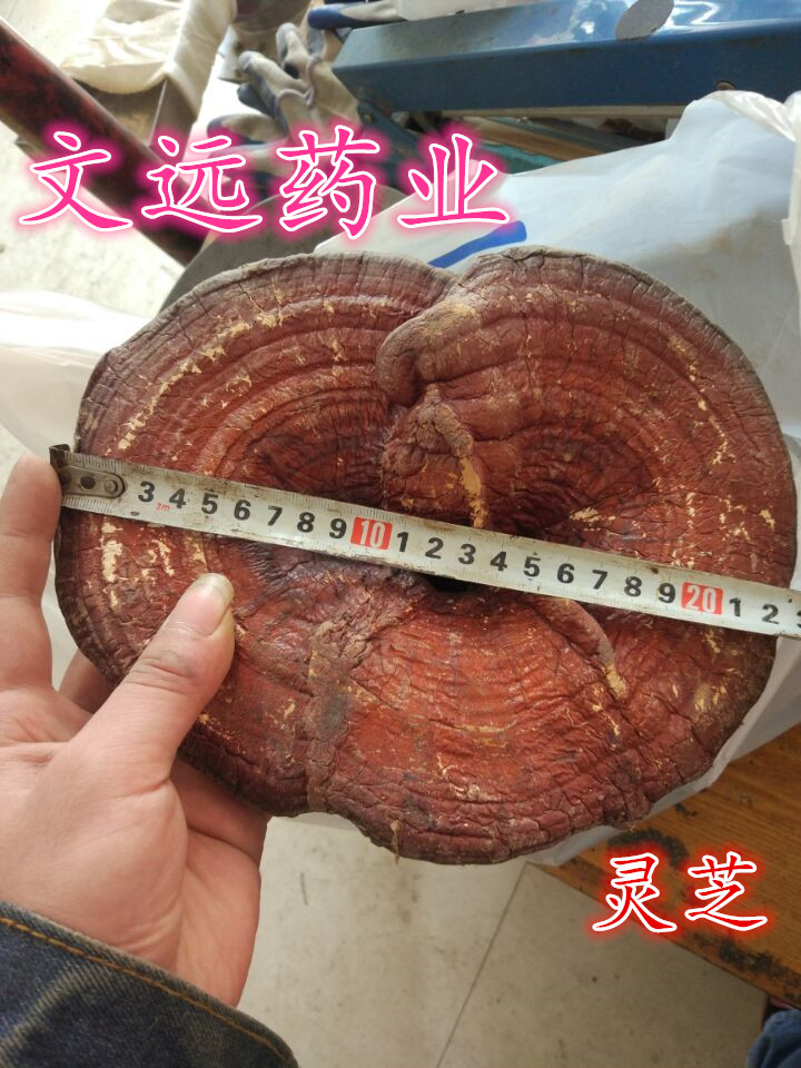 E69CA8E781B5E88A9D2E6A7067_副本.jpg