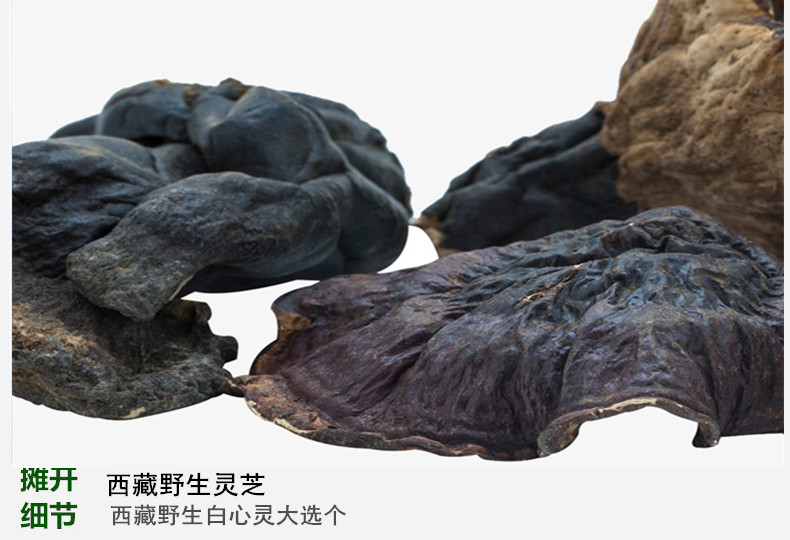 西藏灵芝4.jpg