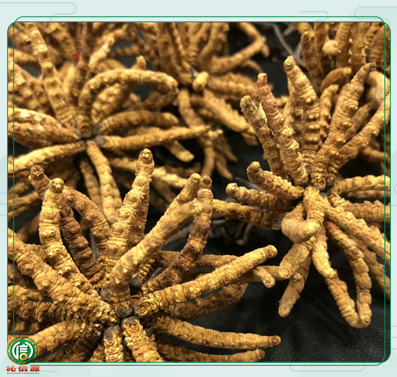ganchongcao1800tiao017.jpg
