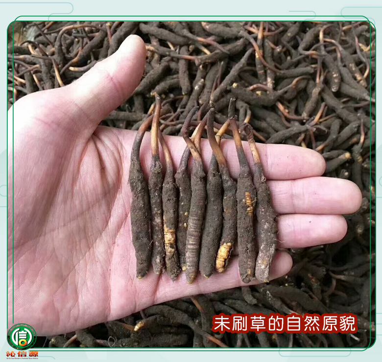 xinchonghcaoduancao018.jpg