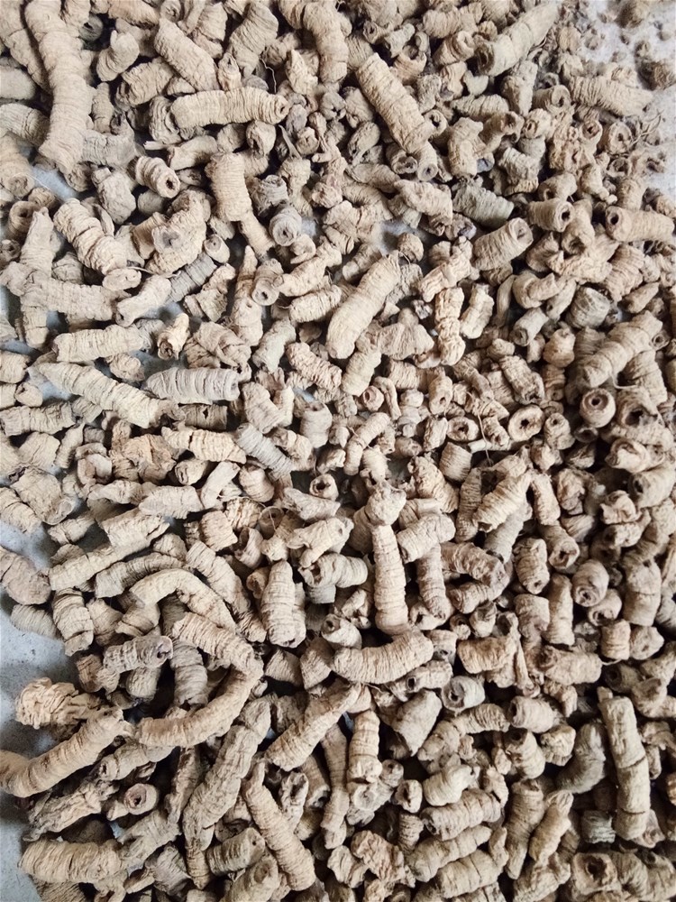 巴戟天 (2).jpg