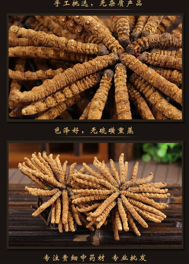 冬虫夏草_06.jpg