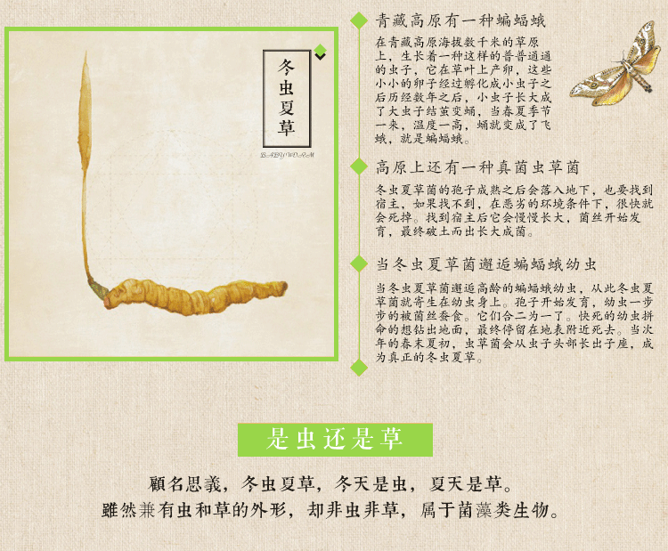 虫草详情_10.gif