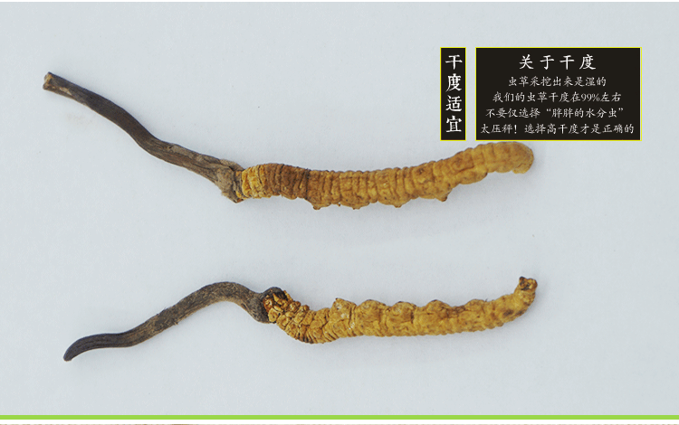 虫草详情_08.gif