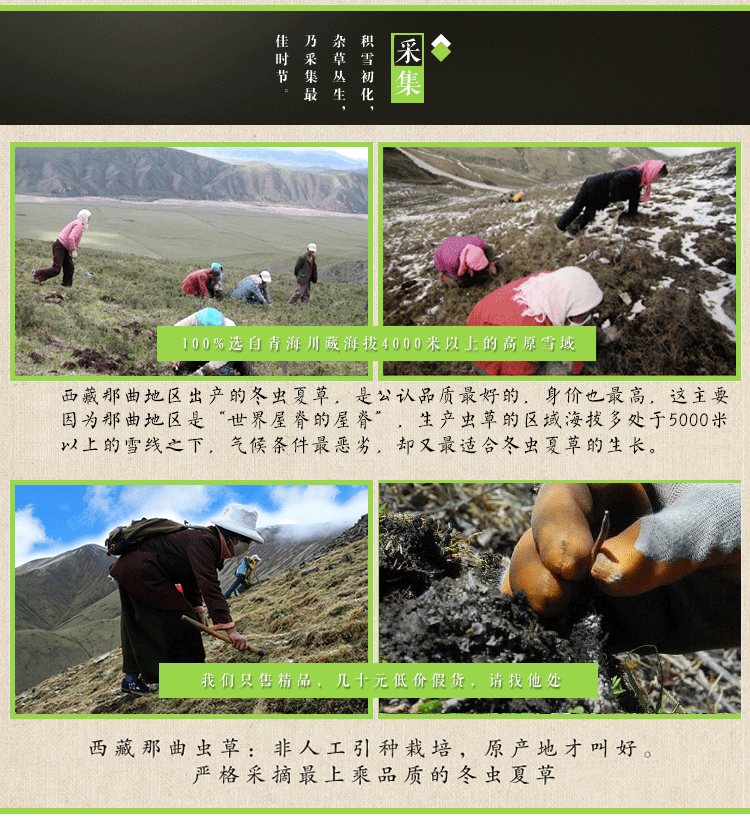 虫草详情_11.gif