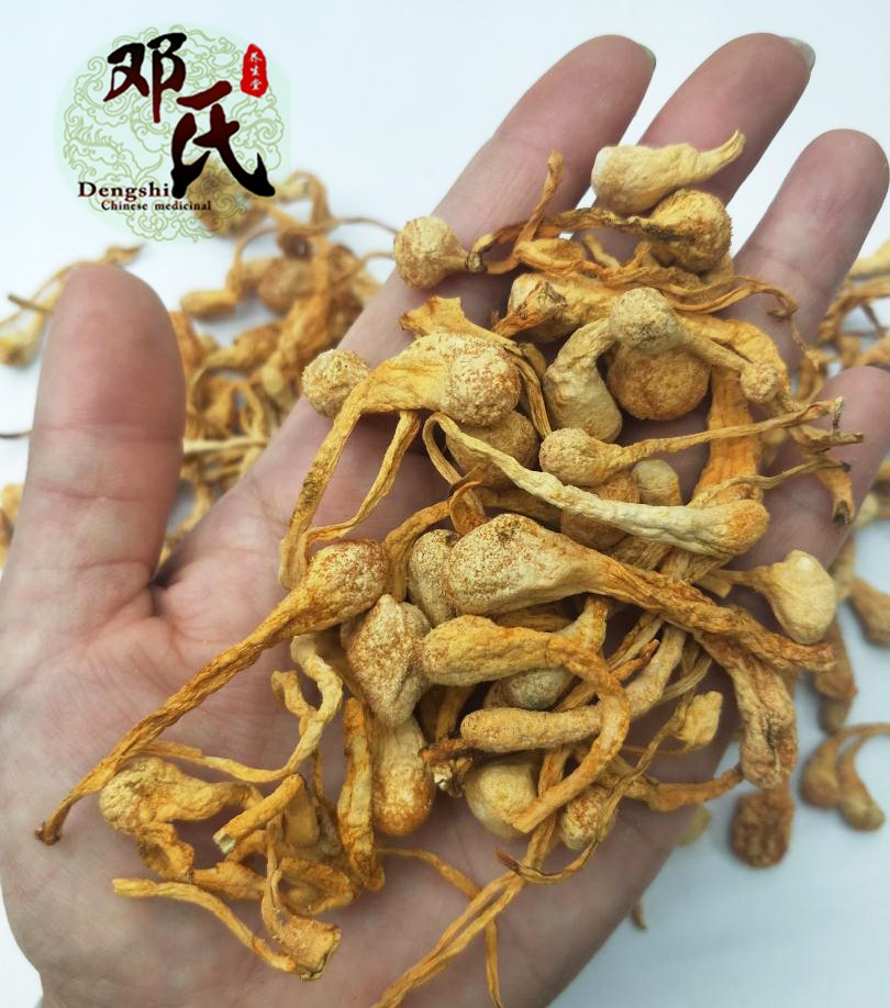 孢子头虫草花.jpg