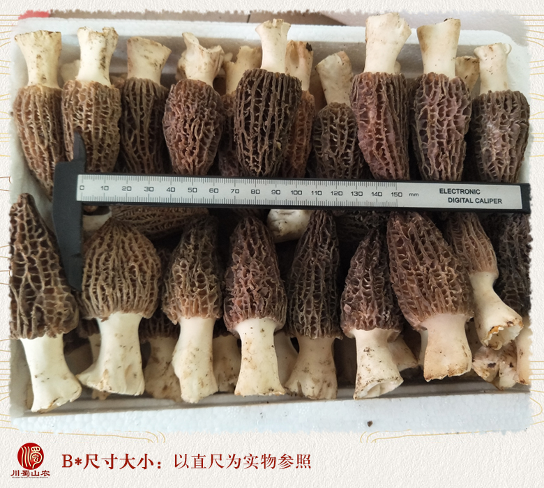 cstcssnxinxianyangdujun09.jpg