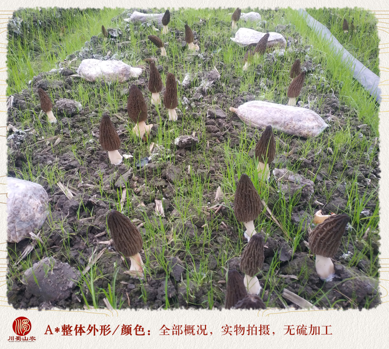 cstcssnxinxianyangdujun08.jpg