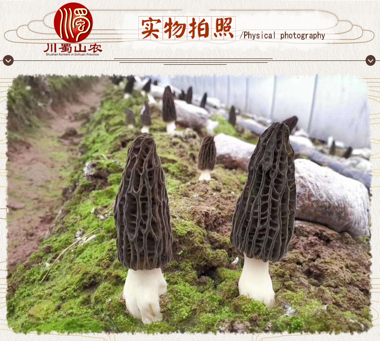 cstcssnxinxianyangdujun07.jpg