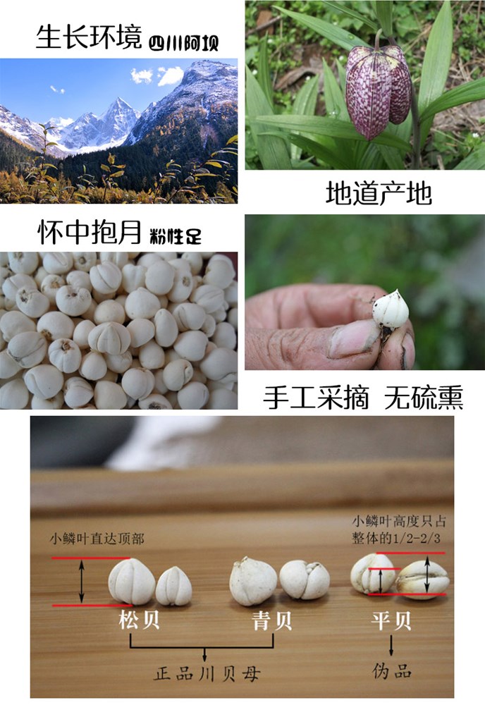 川贝母手选货-2.jpg