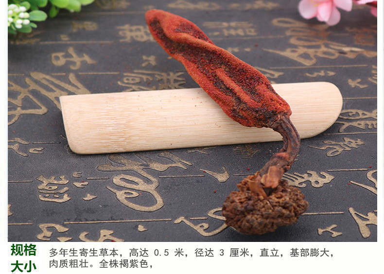 草苁蓉5.jpg